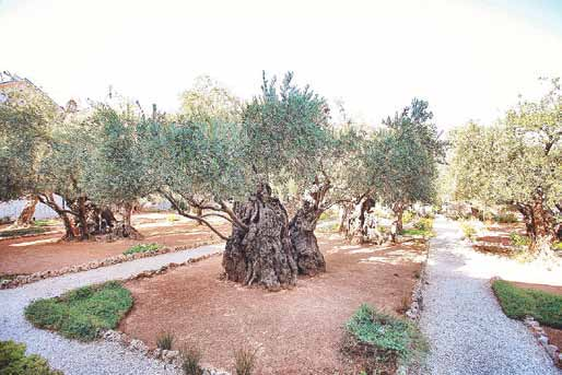 Gnarled ancient olive trees on raked red earth in the Garden of Gethsemane