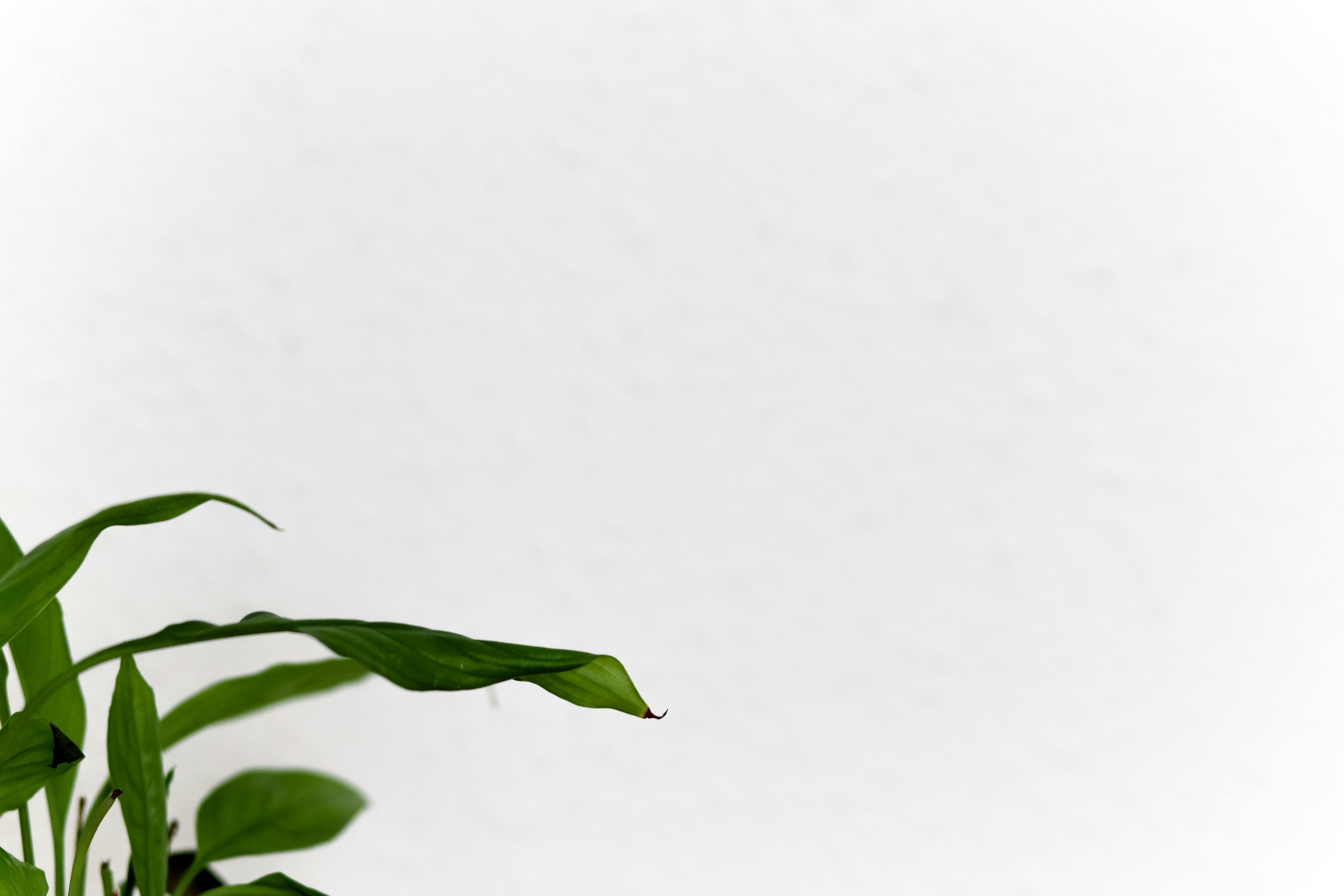 How to Start a Blog on Shopify: A Simple Guide for Newcomers