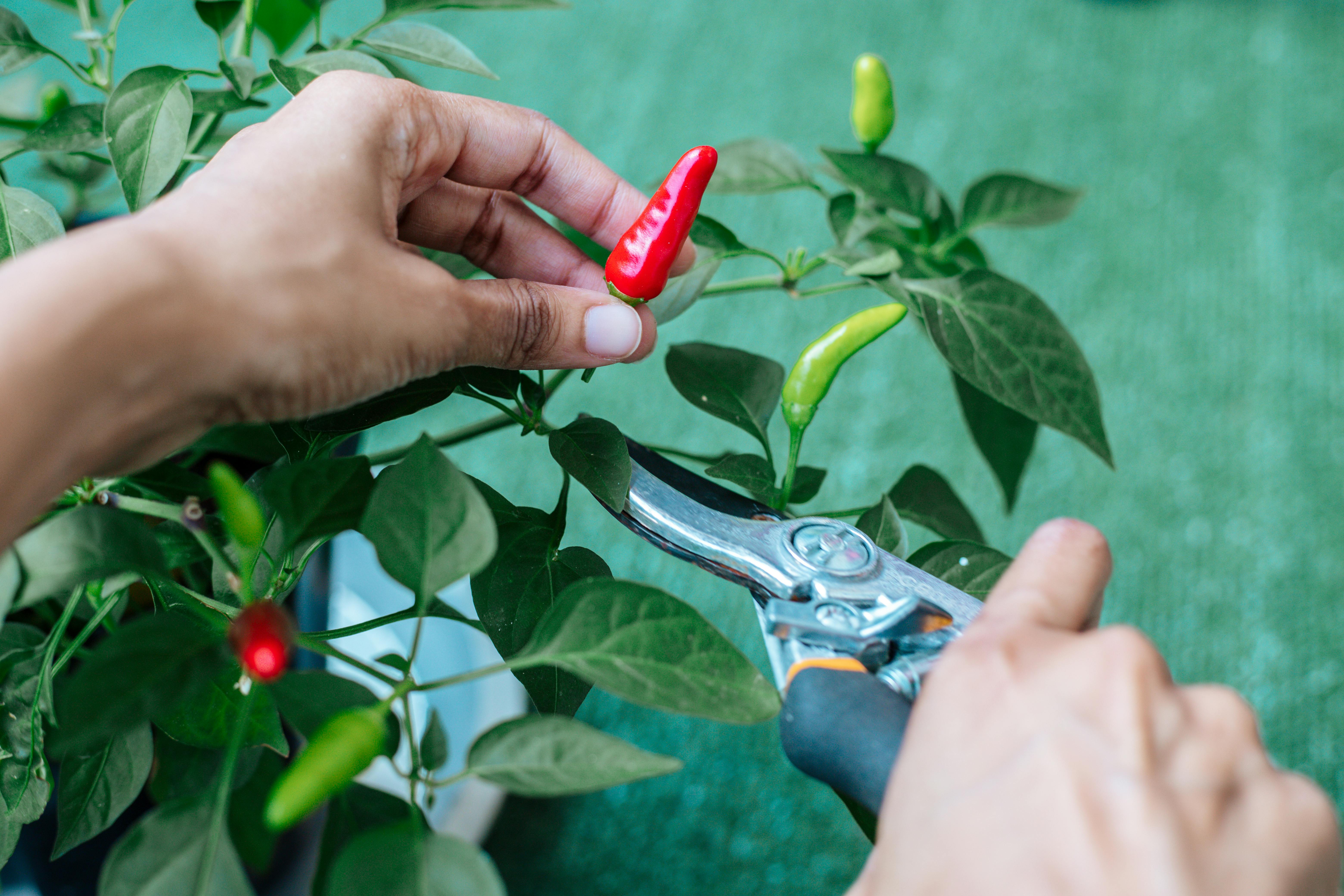 Getting Customers with No Marketing Spend: A Guide to Fantail Tools and Organic Growth