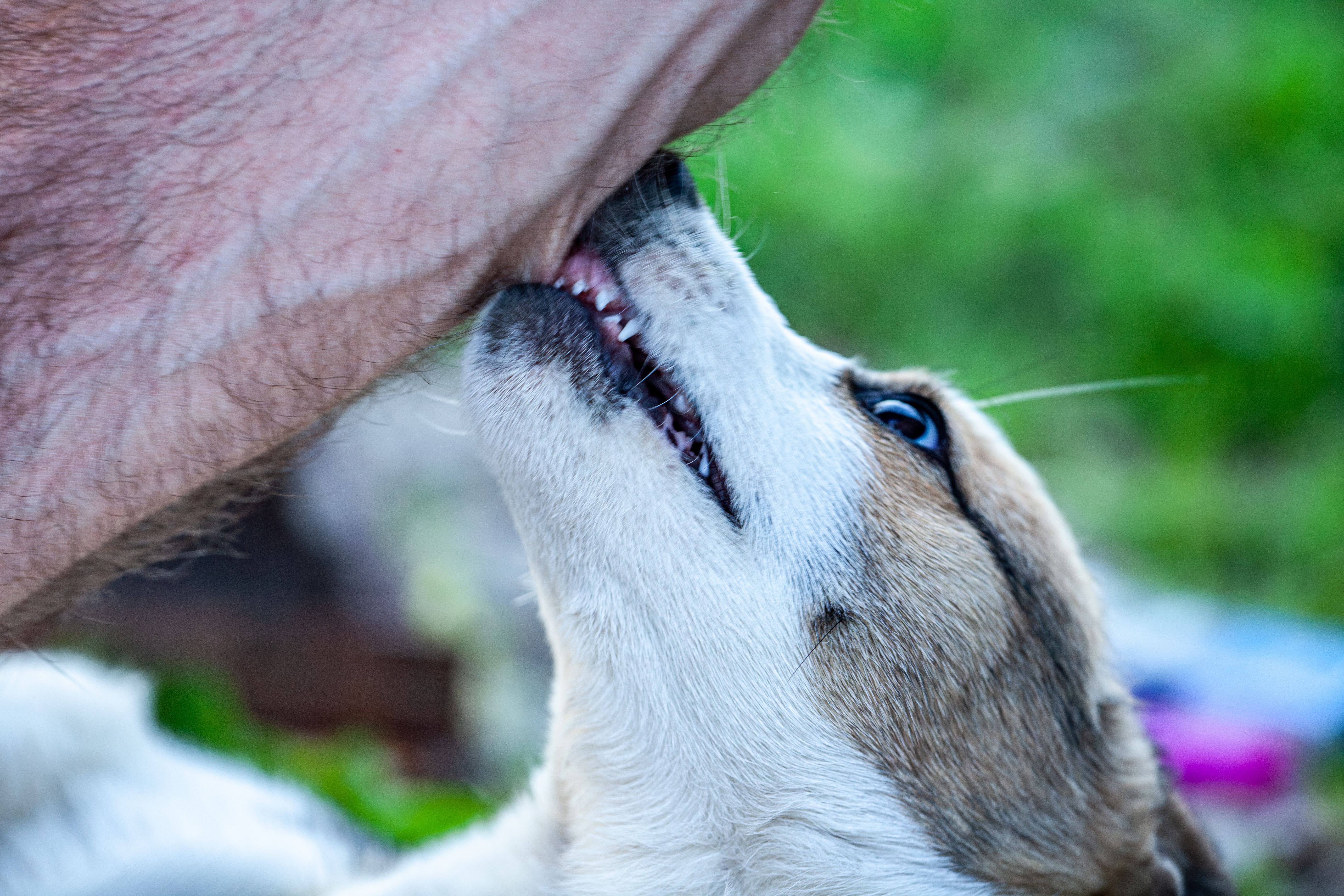 Dog Bites: Comprehensive Legal Help from McDonald Trial Lawyers