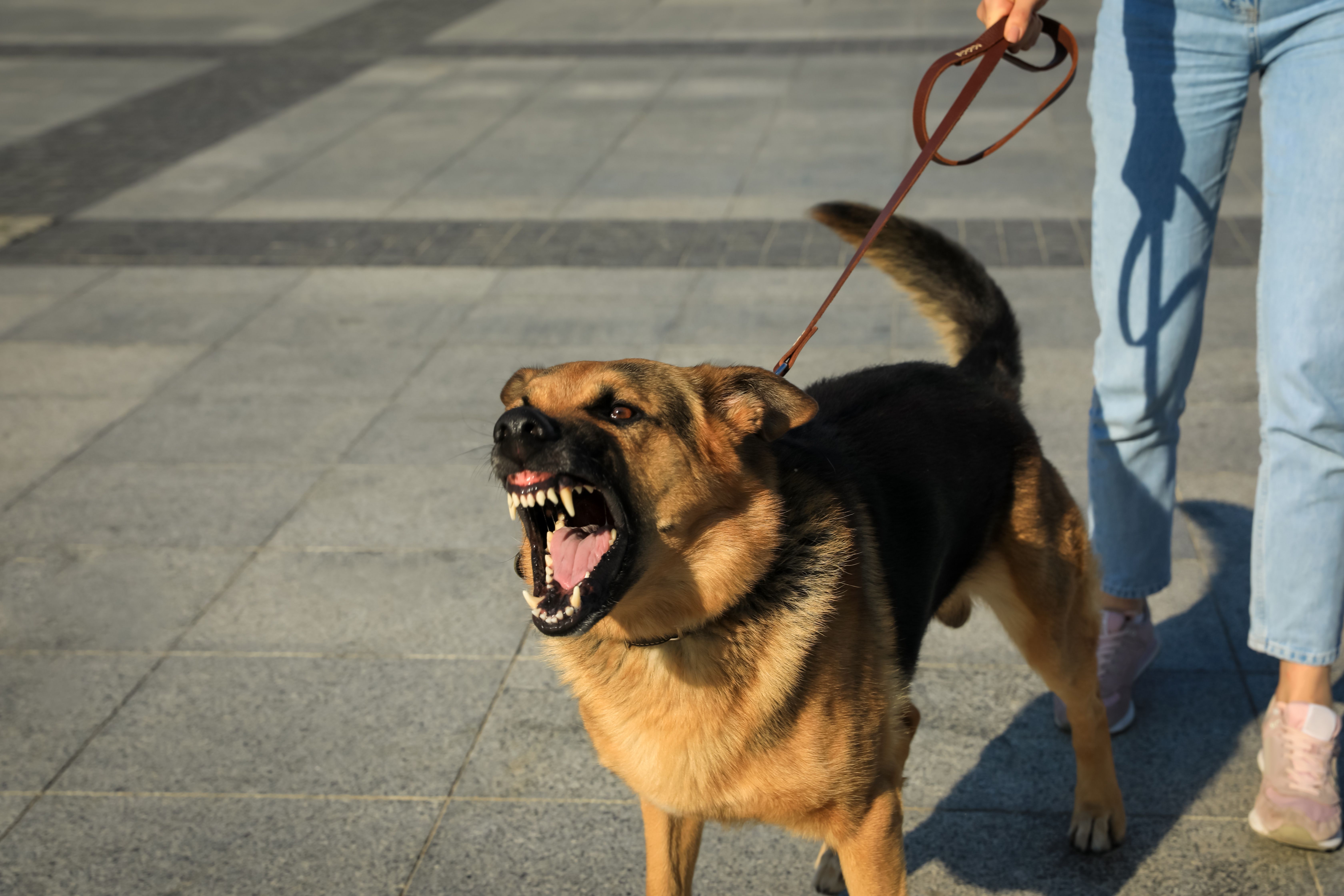 Dog Bites: Advocating for Victims with McDonald Trial Lawyers