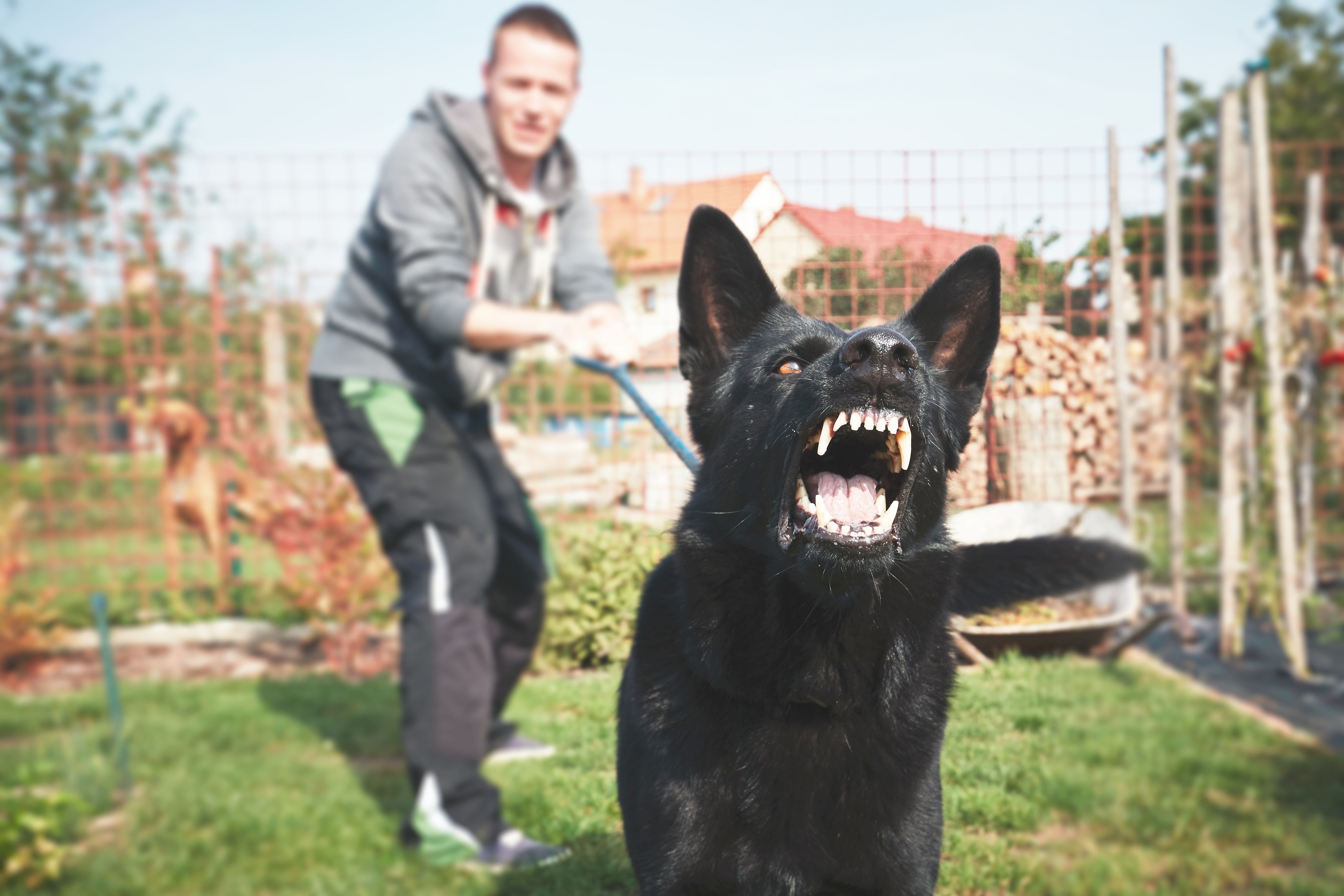 Protecting Victims of Dog Bites