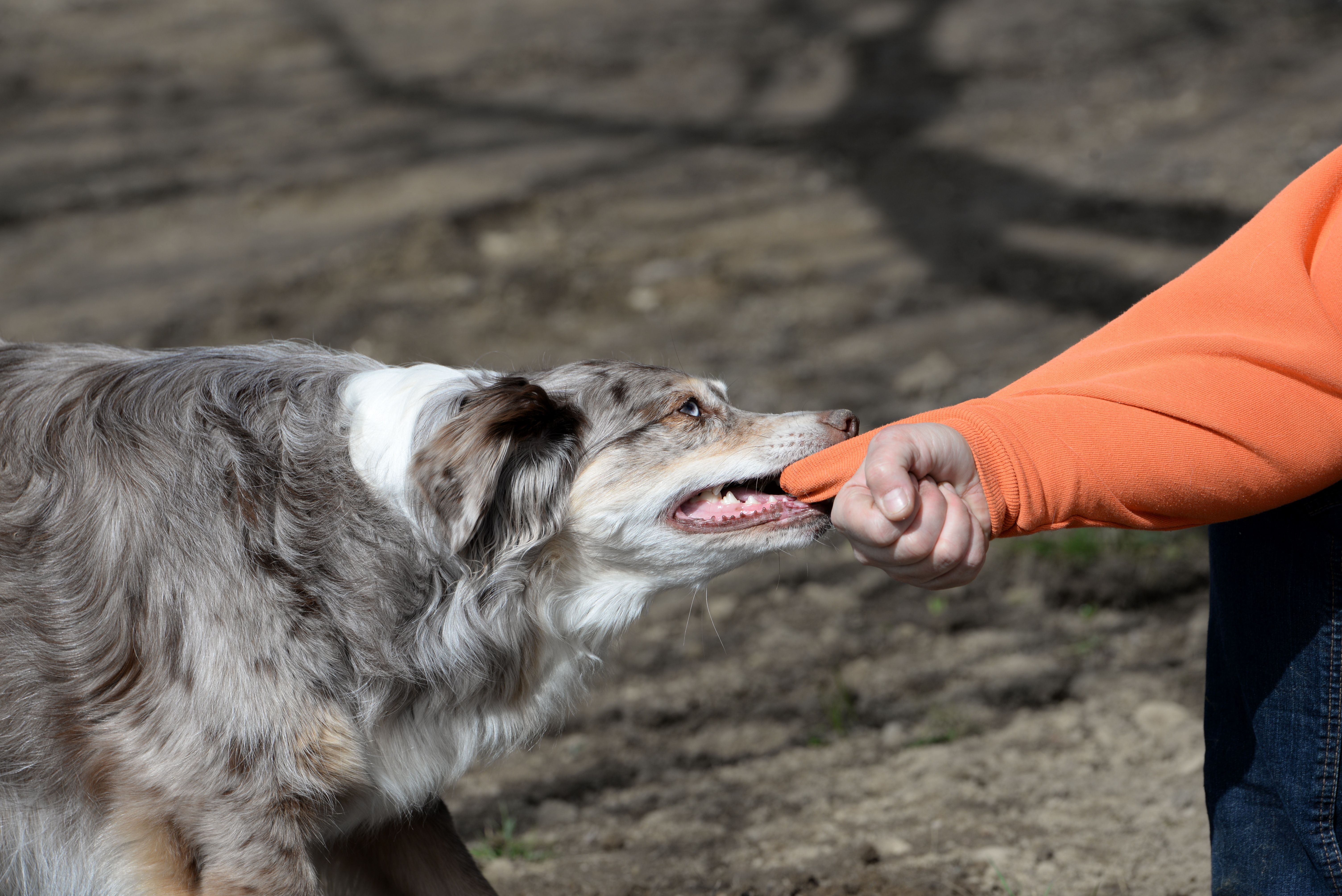 Dog Bites: Legal Support for Injured Victims