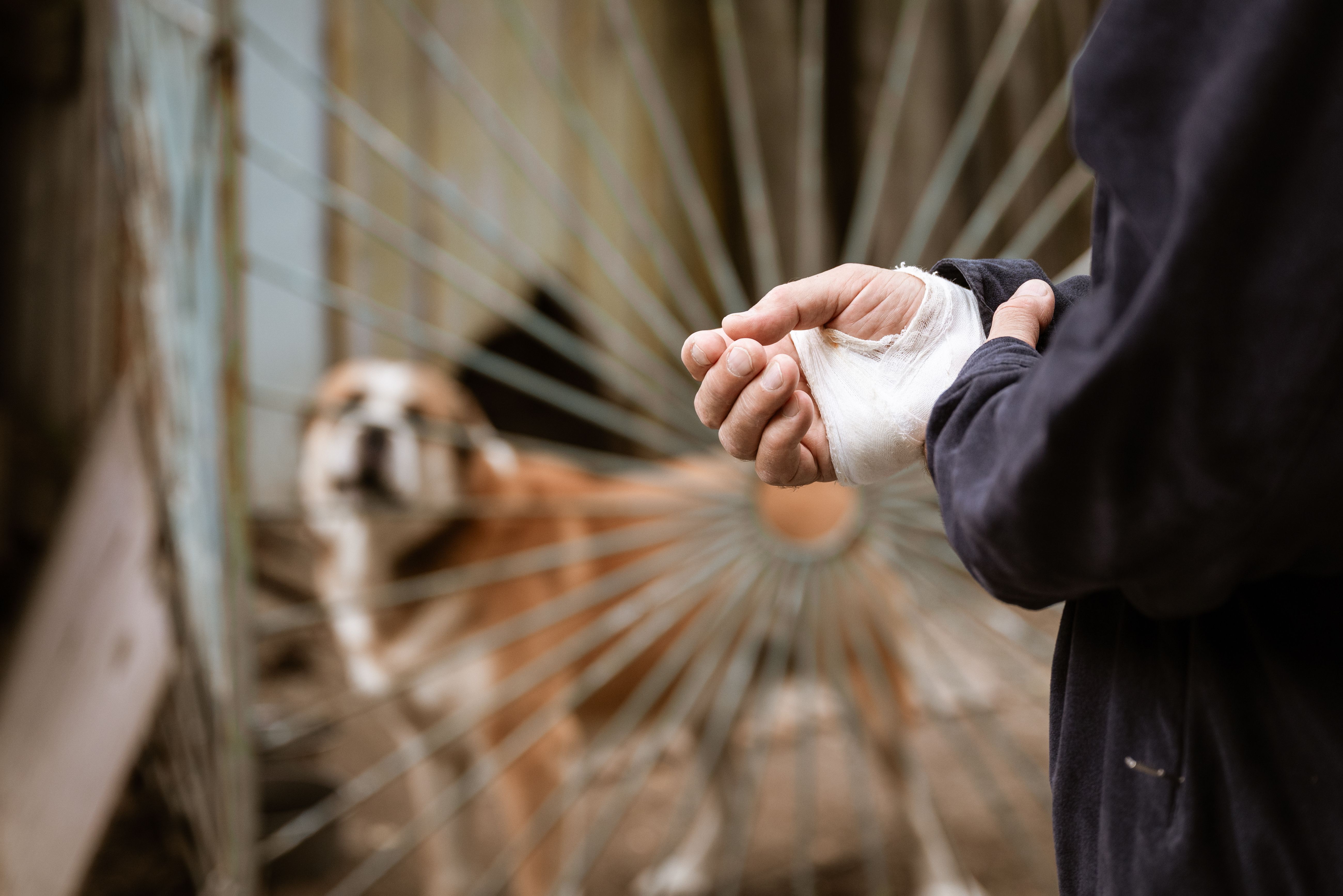 Legal Recourse for Dog Bite Victims: Seeking Justice and Compensation