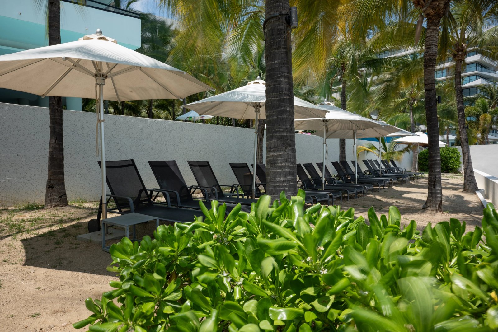 Poolside loungers and palms