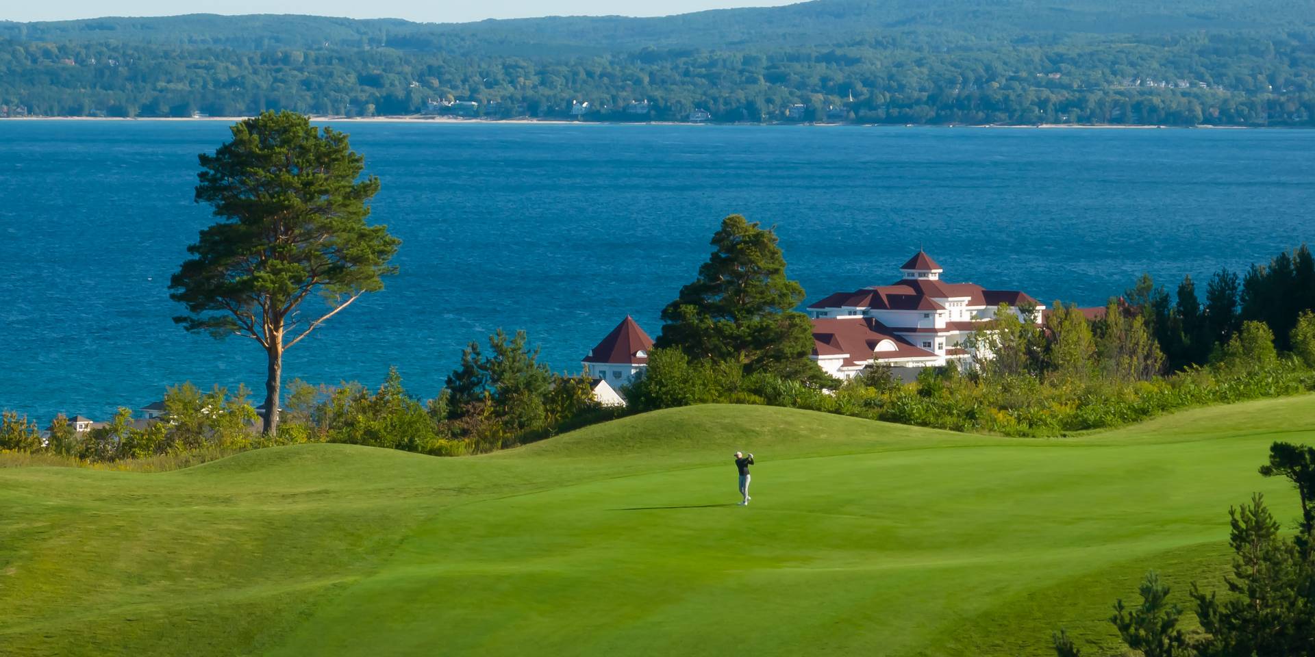 Crooked Tree 16