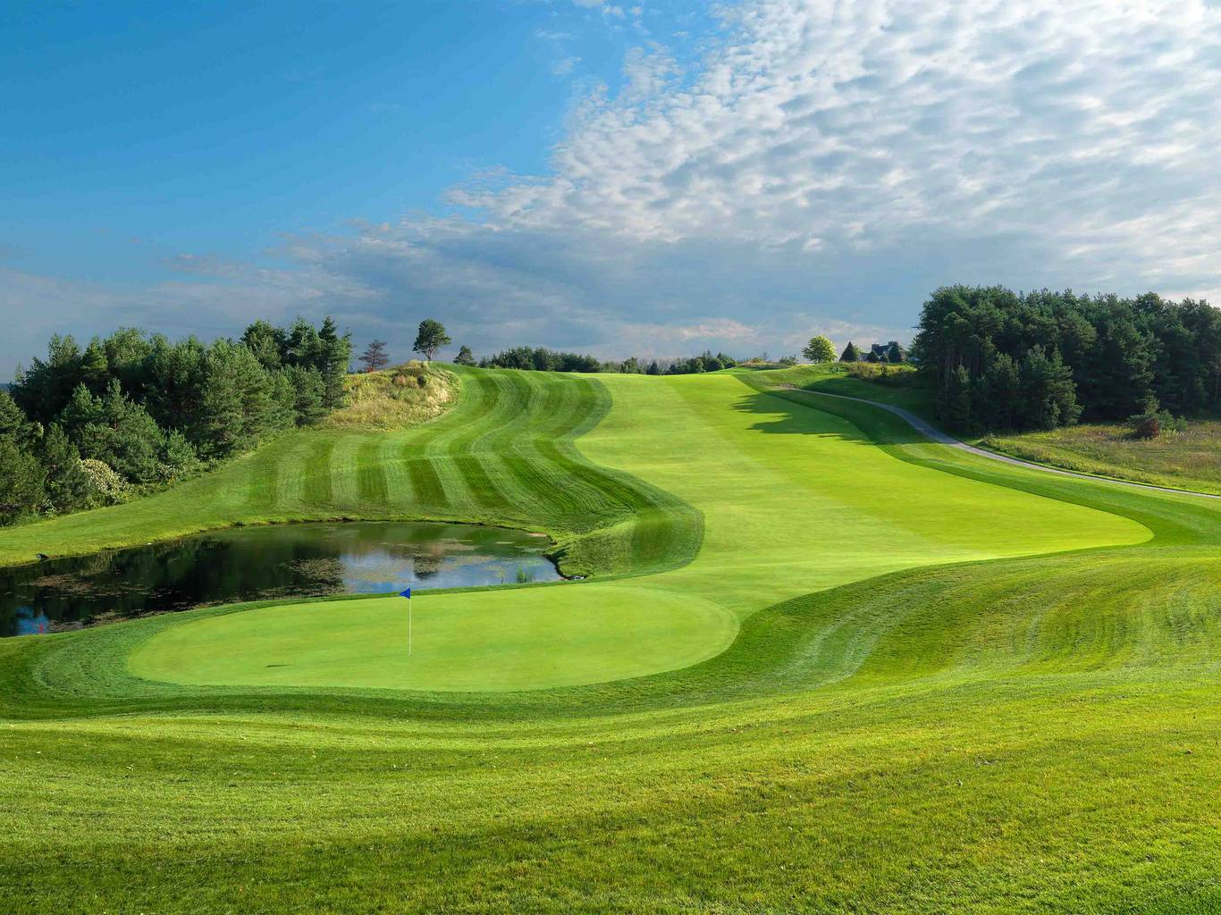 Crooked Tree 16