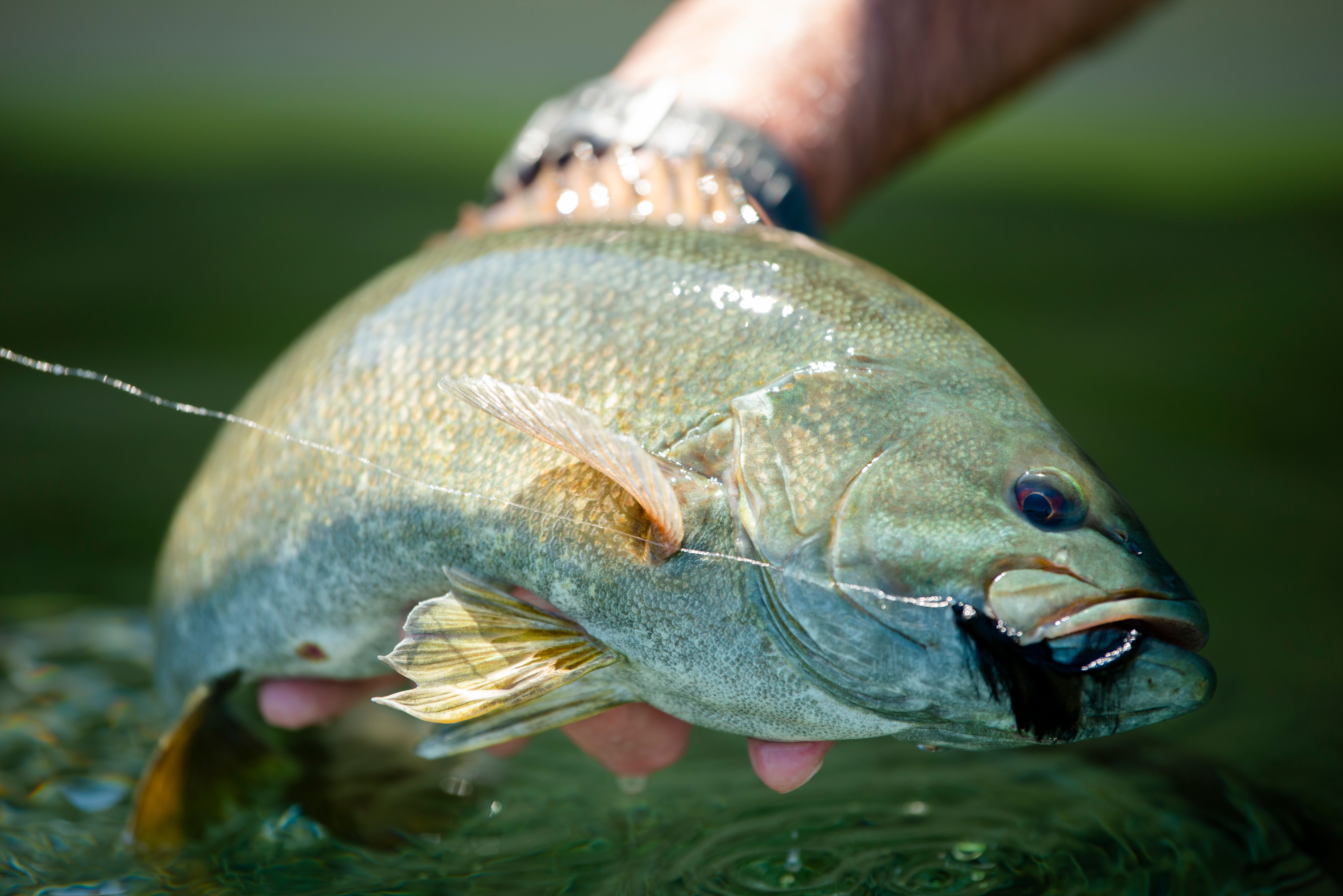 Fish caught on a fly.