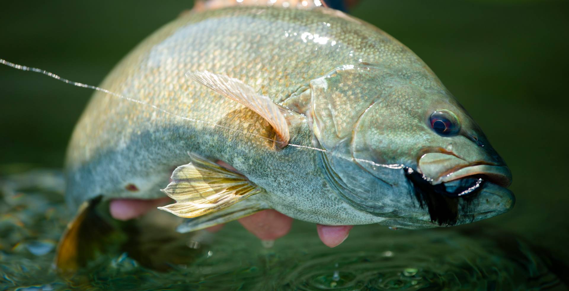 Fish caught on a fly.