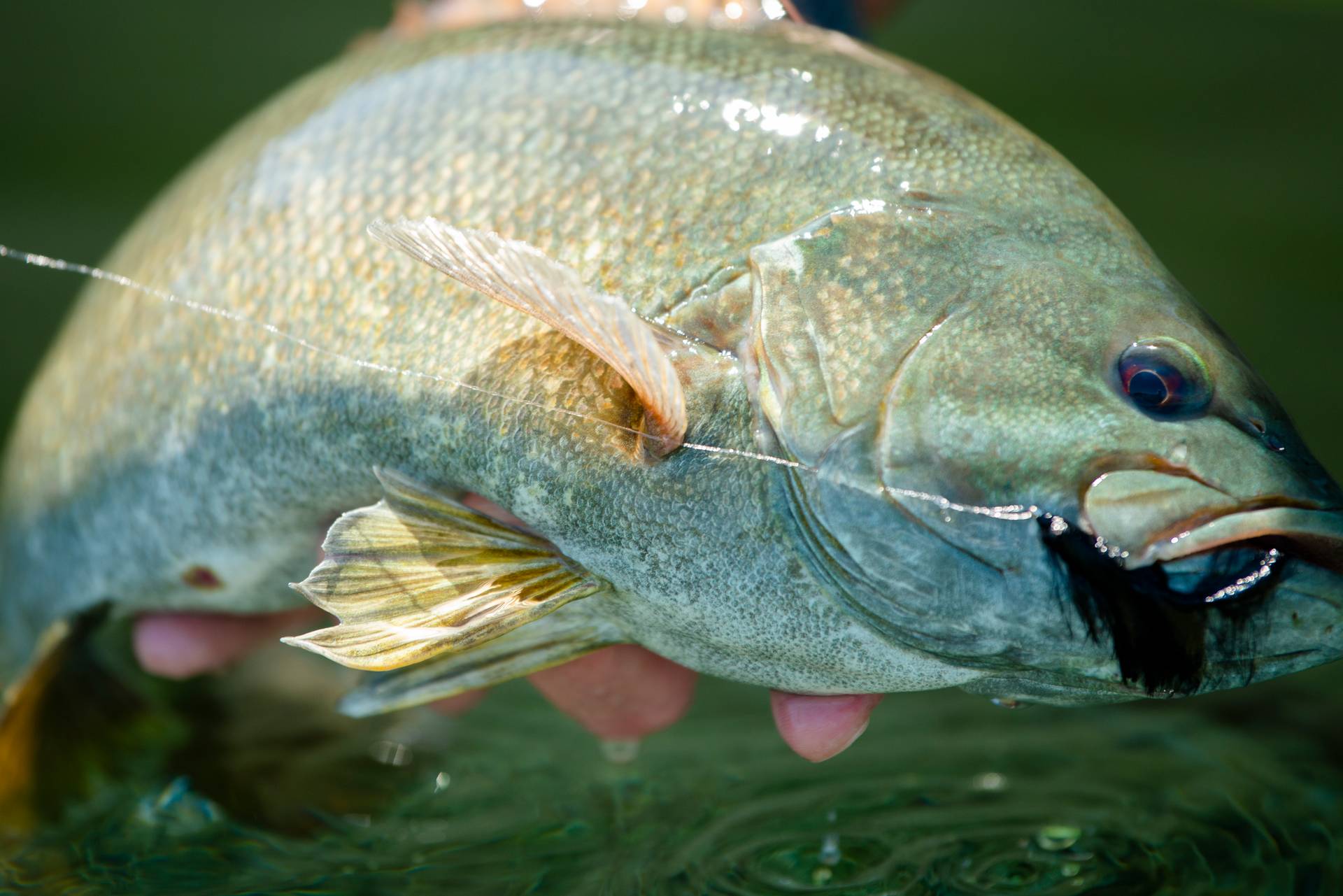 Fish caught on a fly.