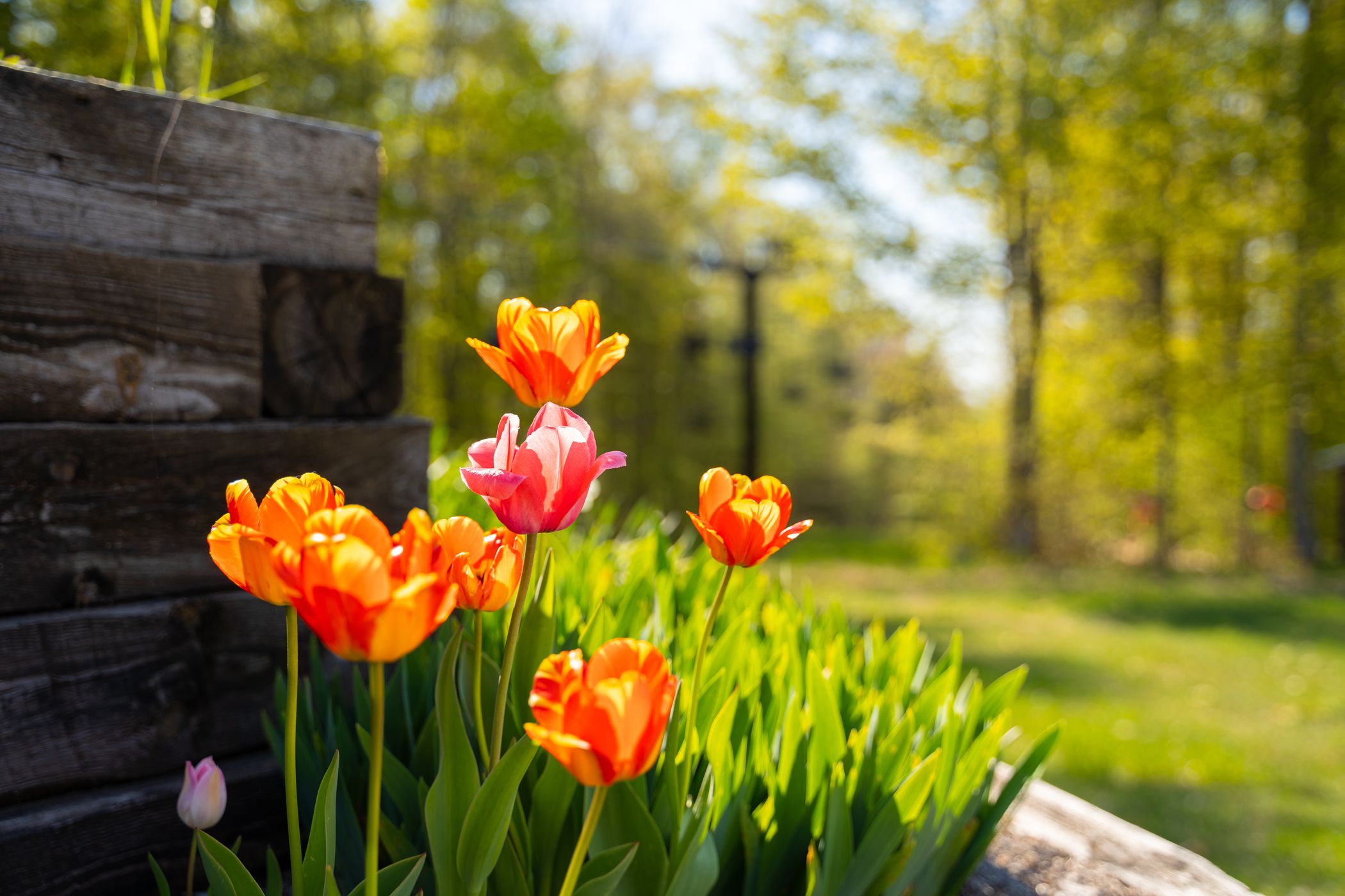 spring flowers outside mountain grand lodge