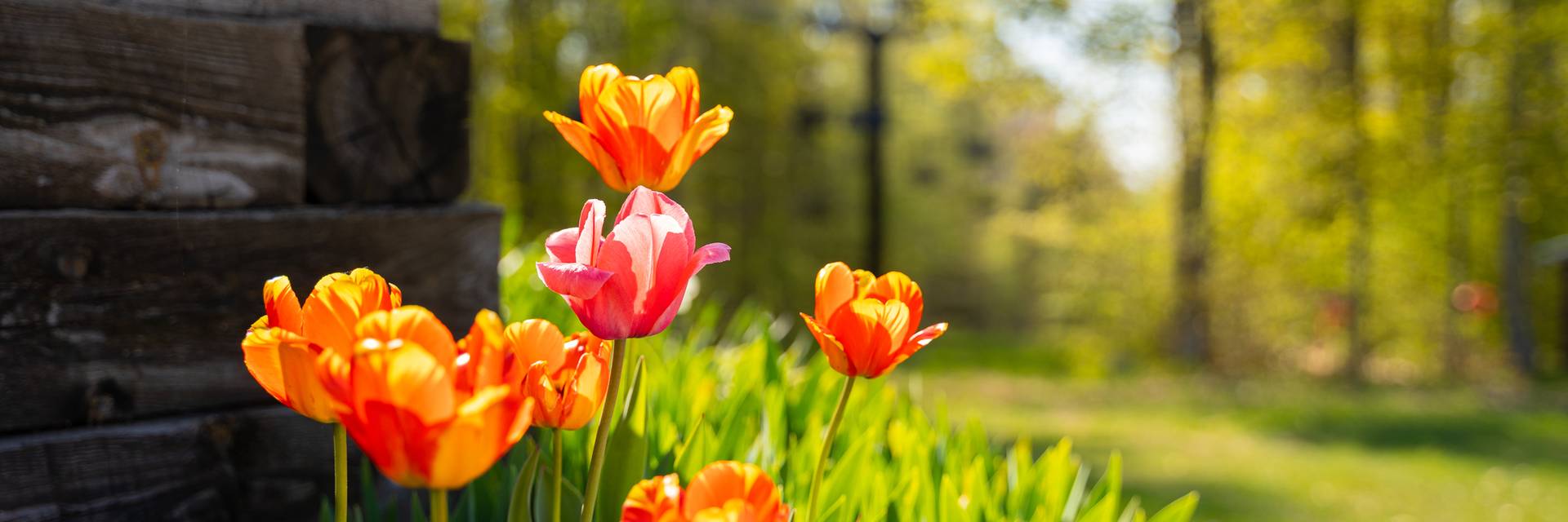 spring flowers outside mountain grand lodge