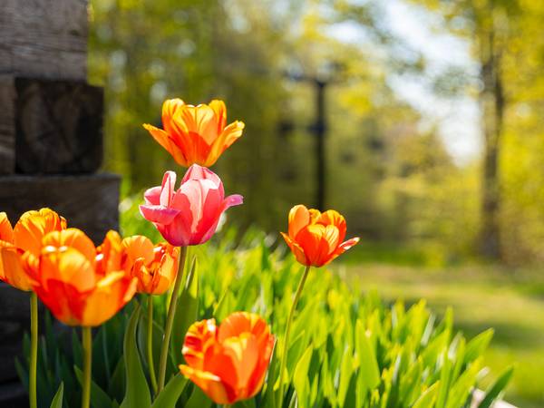 spring flowers outside mountain grand lodge