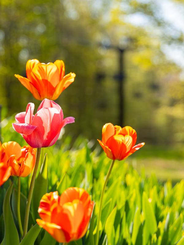spring flowers outside mountain grand lodge
