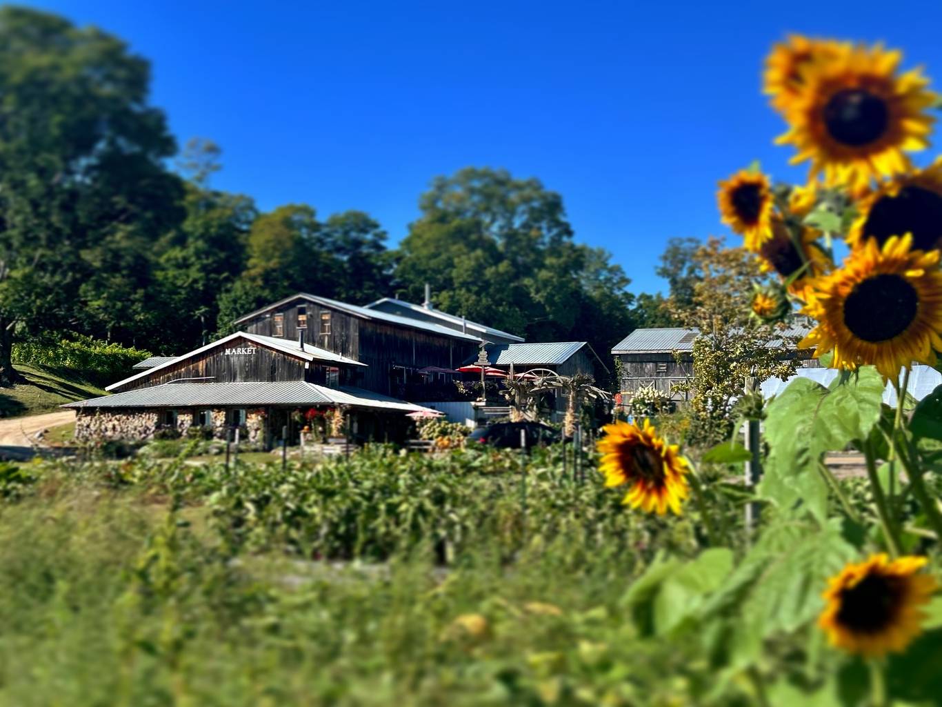 Pond Hill Farm barn with sunflowers