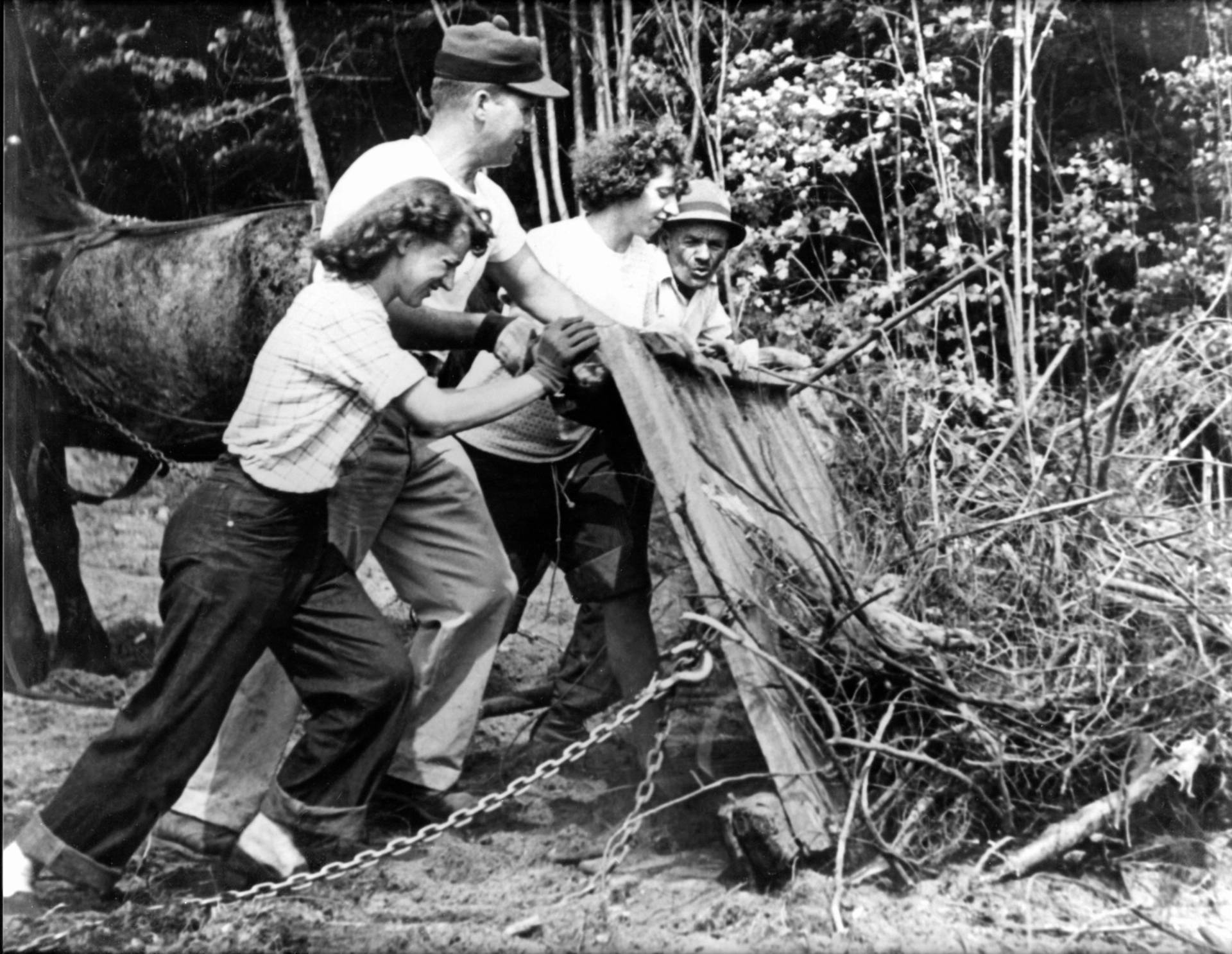 Two women and two men clearing brush for building a ski hill.