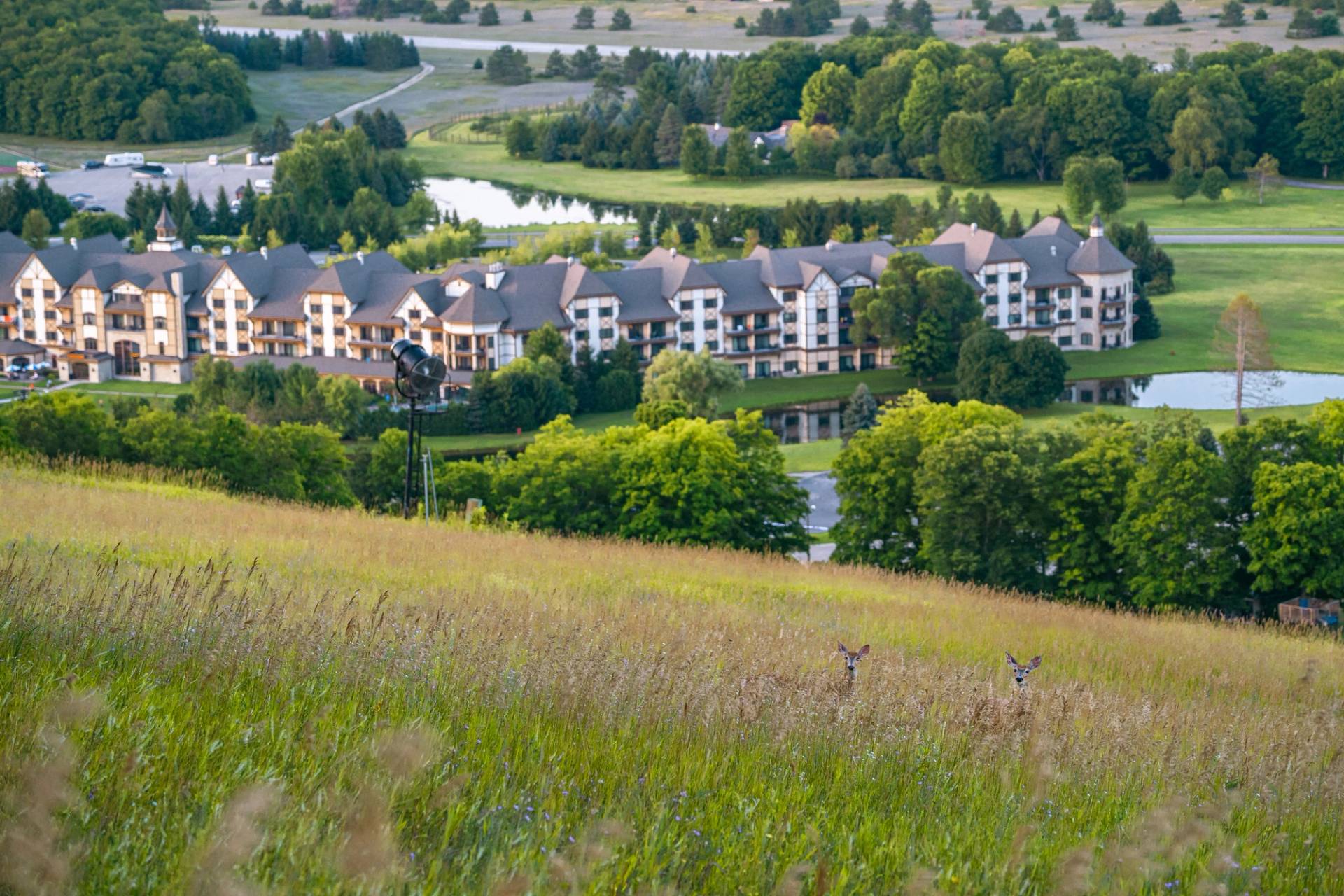 two deer on meadows terrain in summer