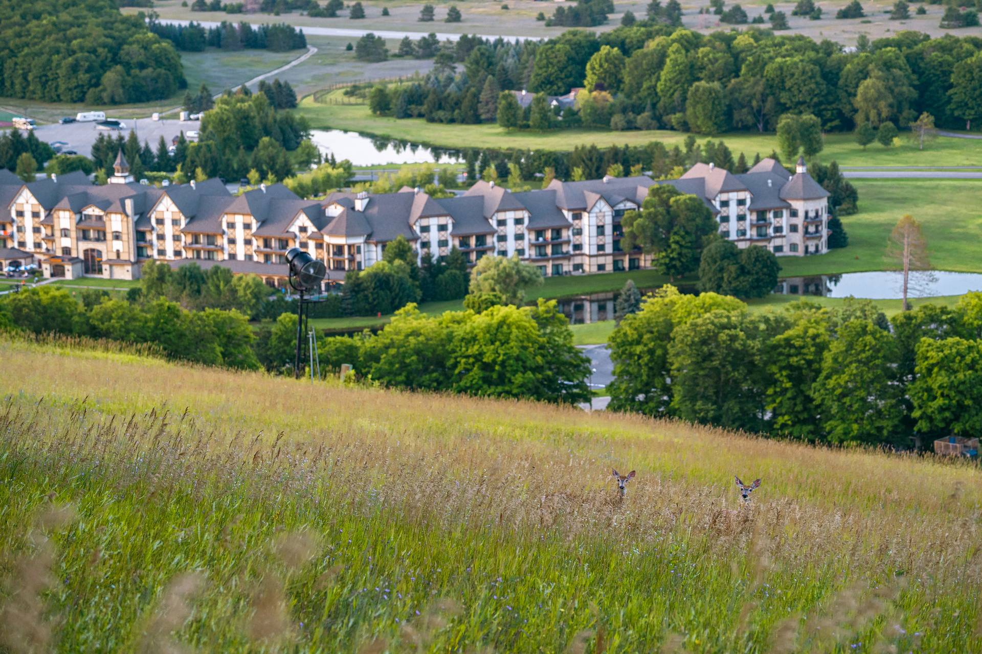 two deer on meadows terrain in summer