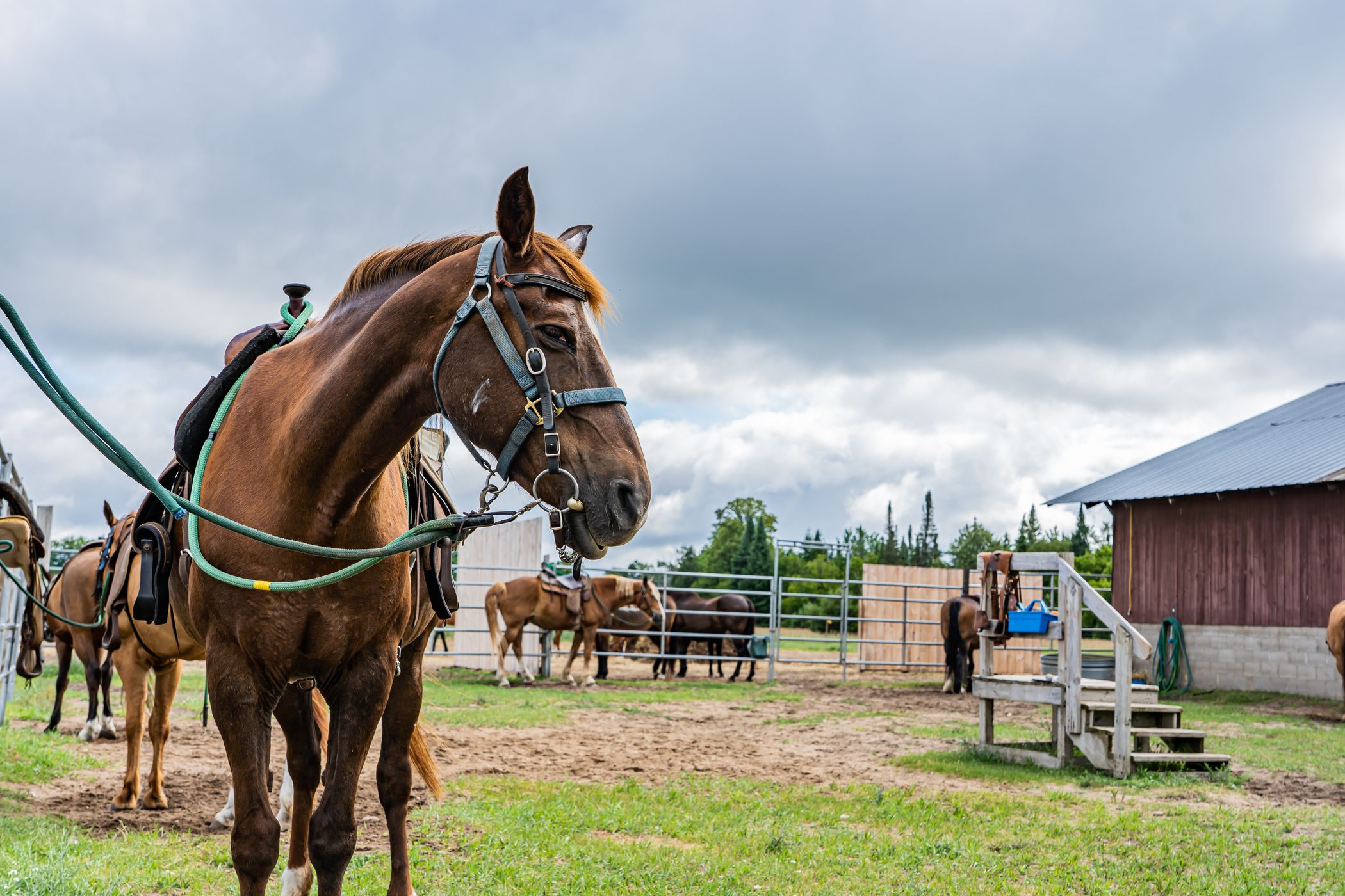 Muliple horses at the horse barn