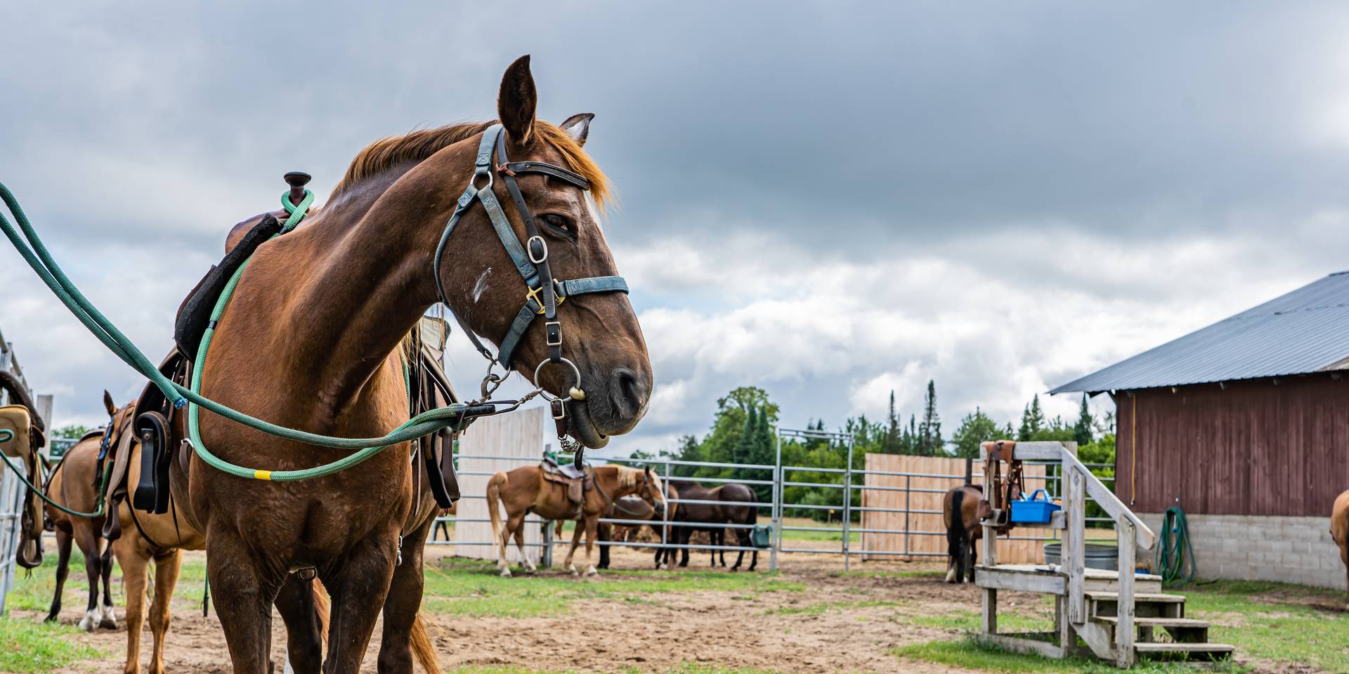 Muliple horses at the horse barn