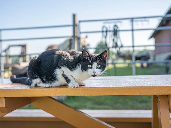 cat staring at the camera on a picnic table