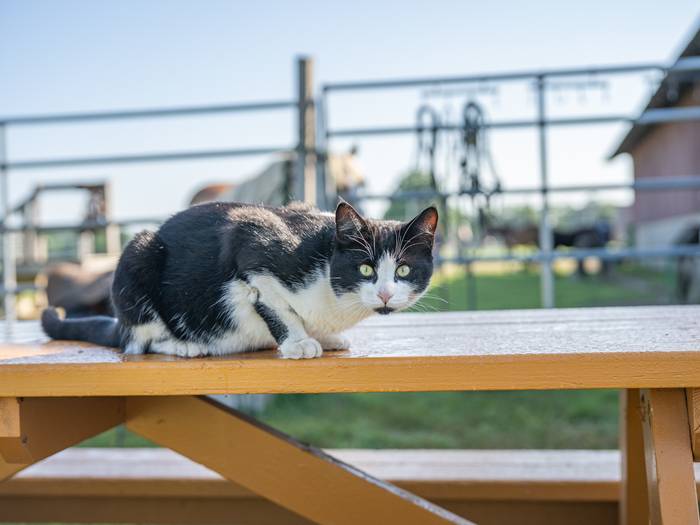 cat staring at the camera on a picnic table