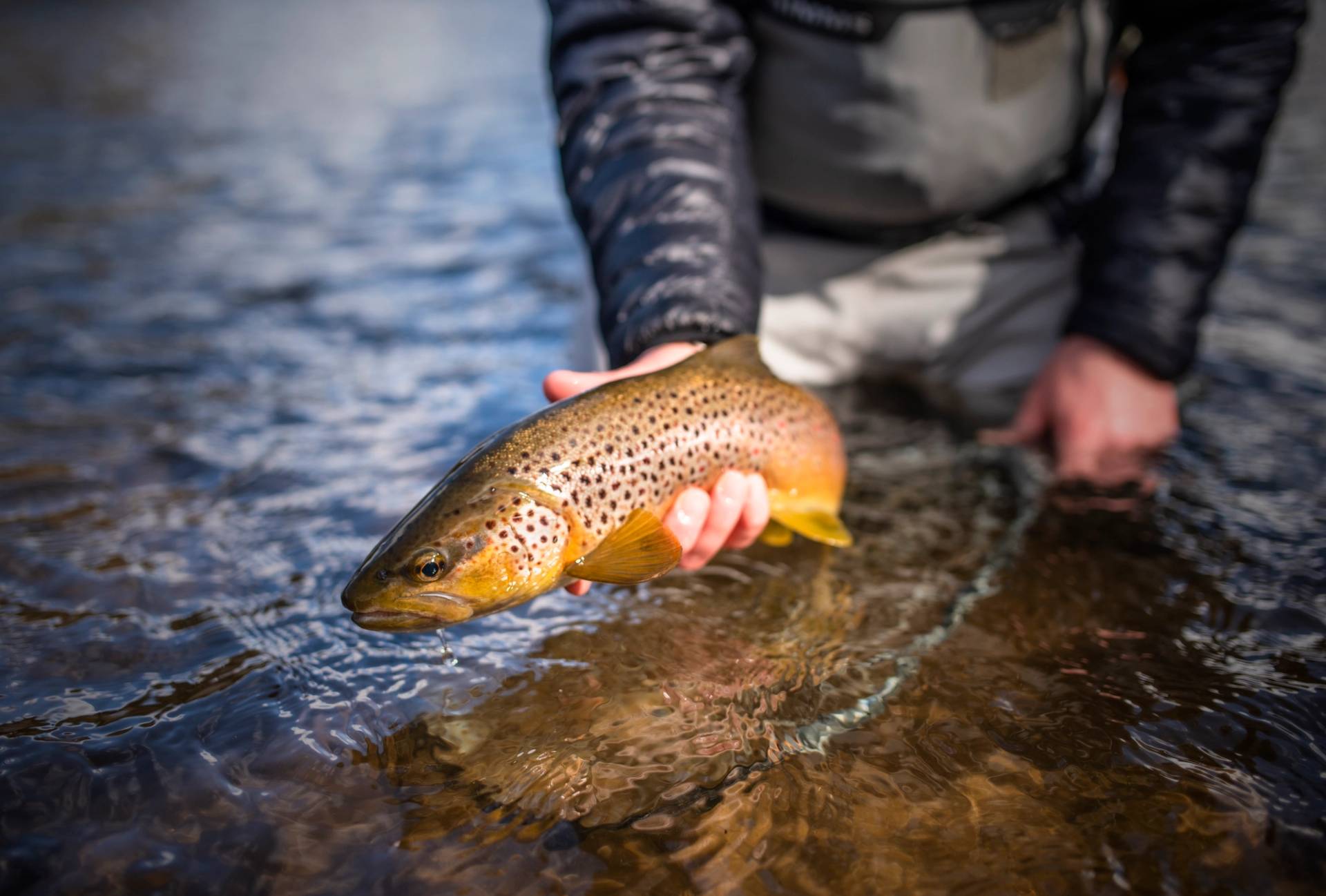 Guy holding a trout before release