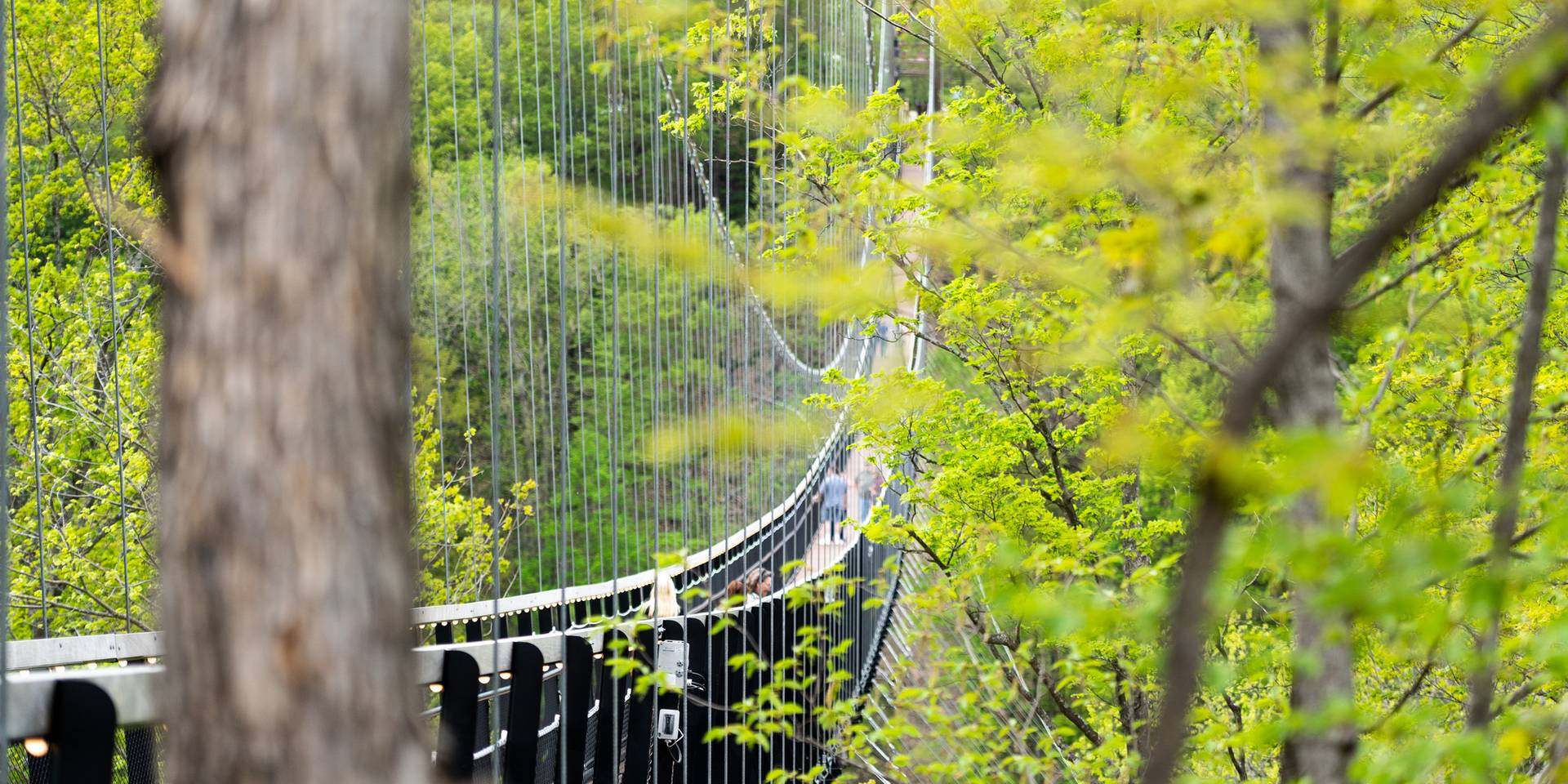 skybridge in spring