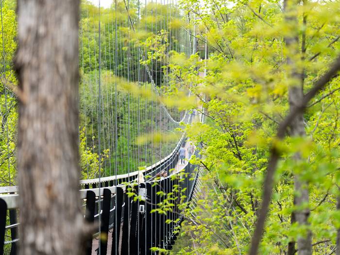 Skybridge Michigan in the Spring looking through the trees