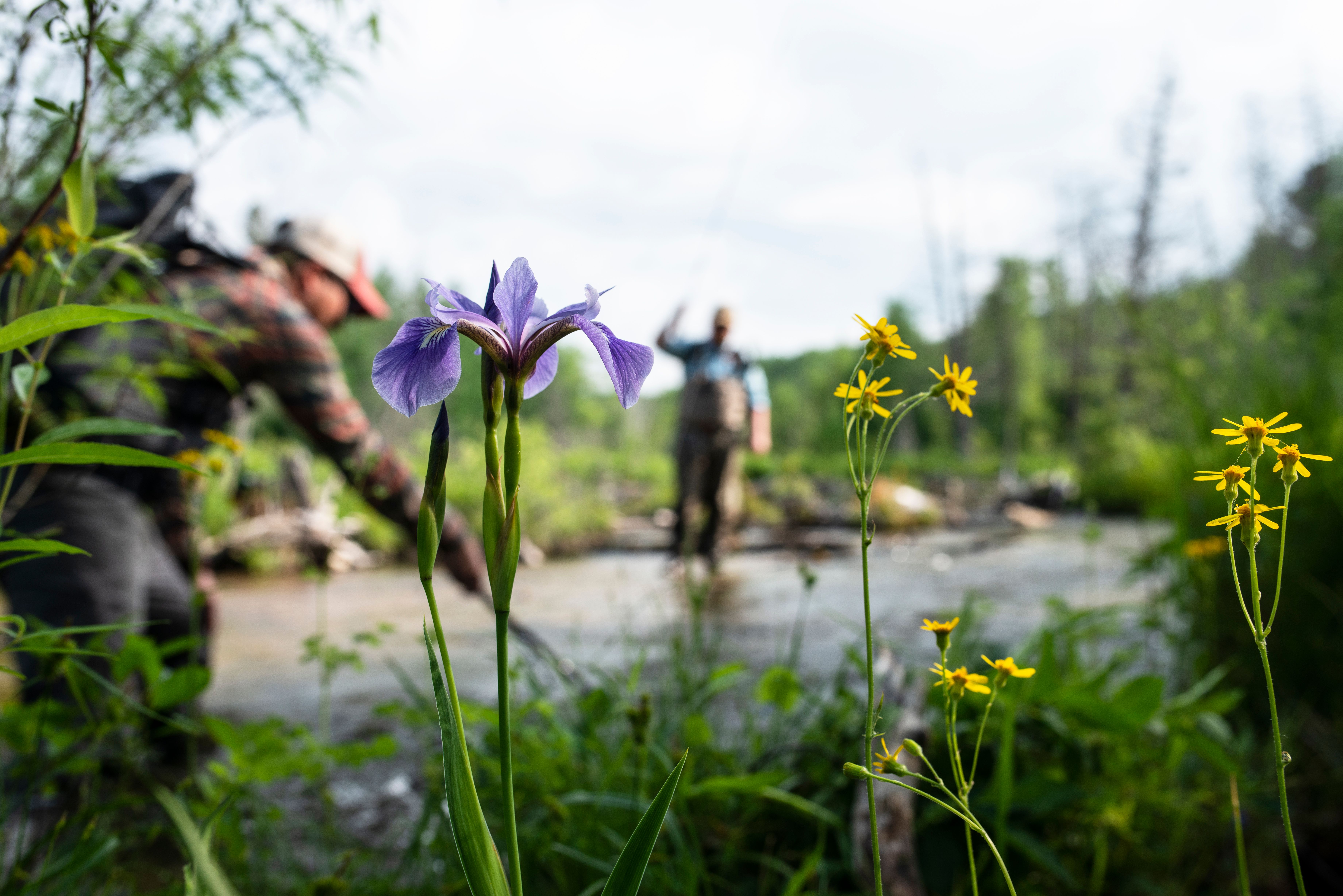Fisherman through the spring flowers along a river.