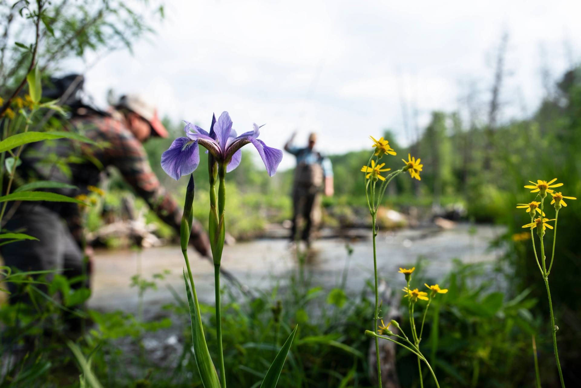 Fisherman through the spring flowers along a river