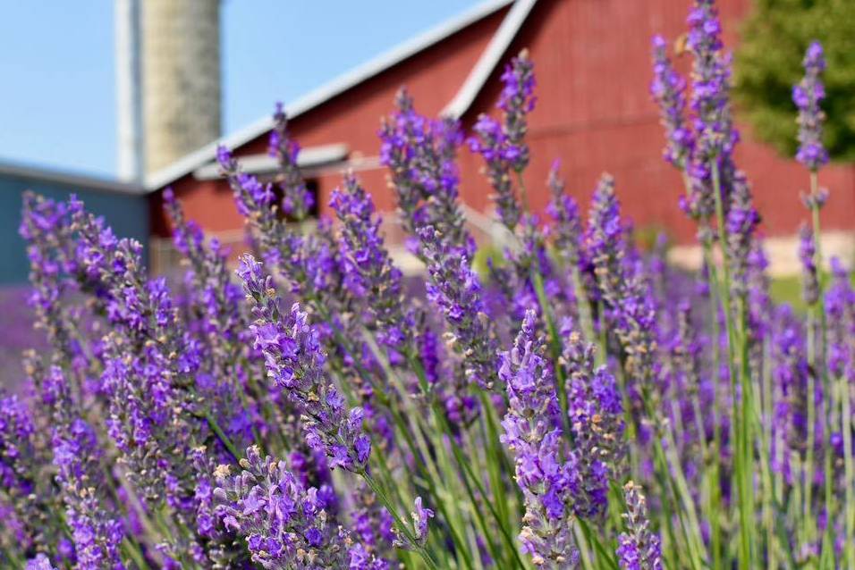 Close up of lavender with a barn in the background