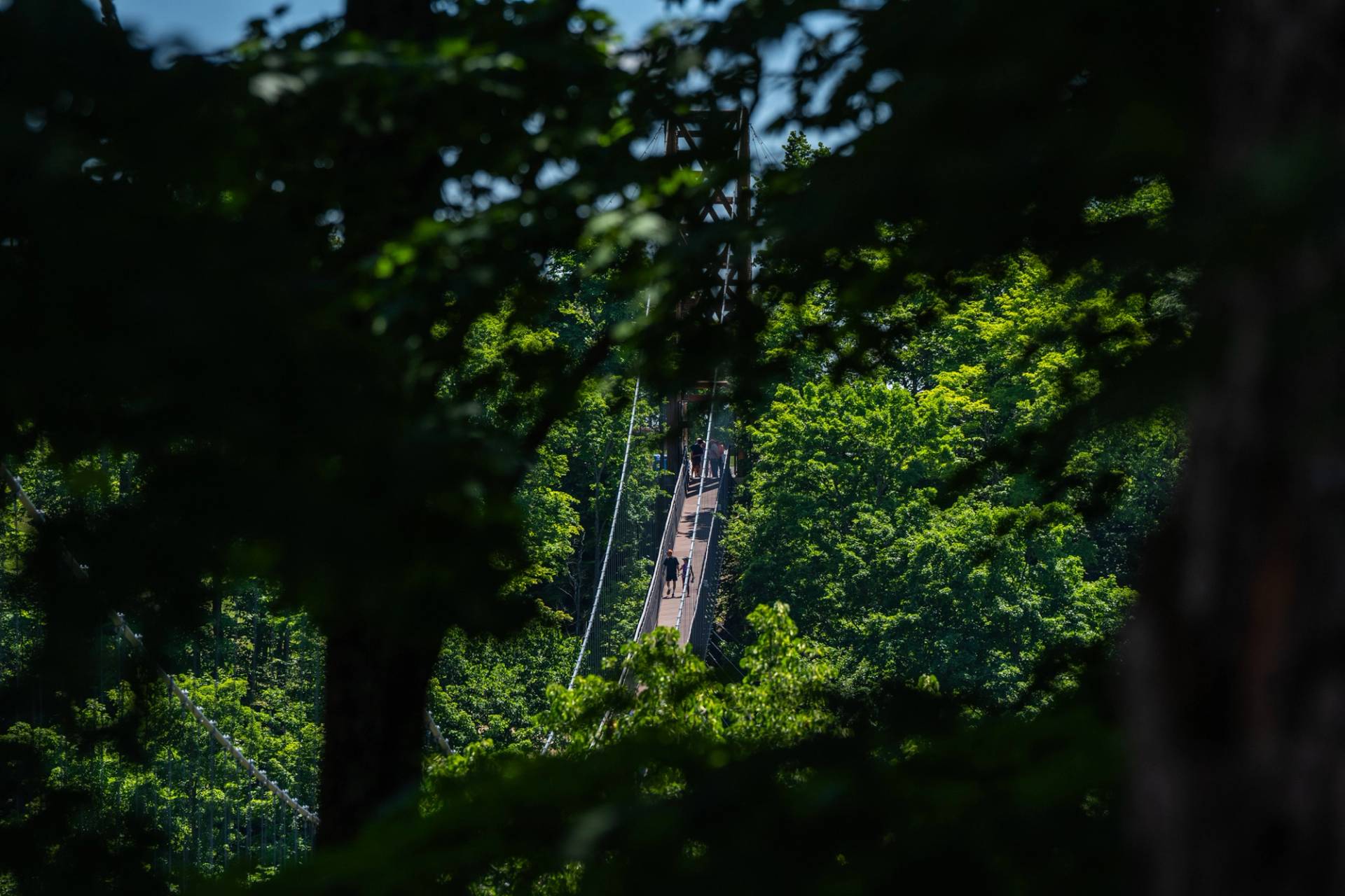 view of skybridge through trees