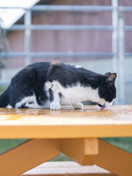 cat sitting on a picnic table