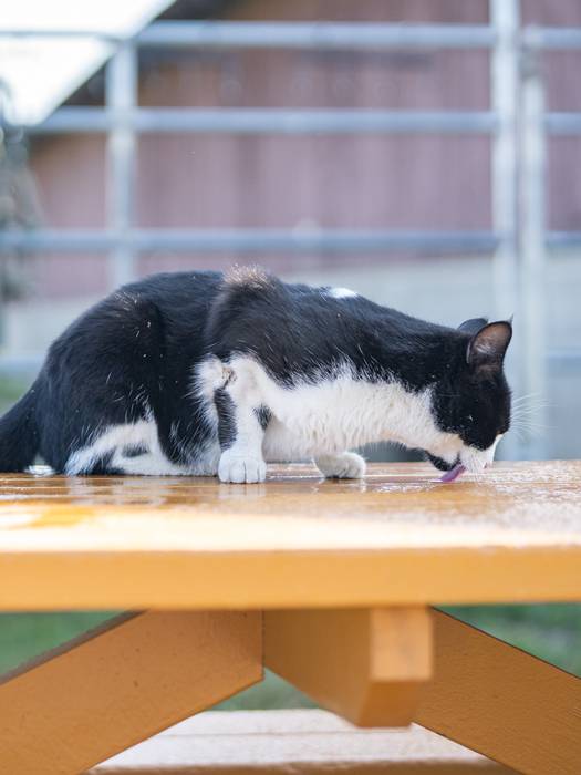 cat sitting on a picnic table
