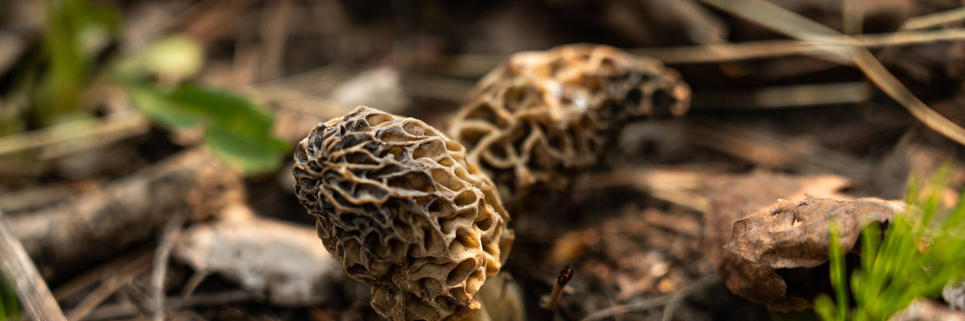 Morel mushrooms