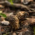 morel mushroom