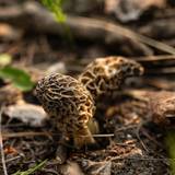 morel mushroom