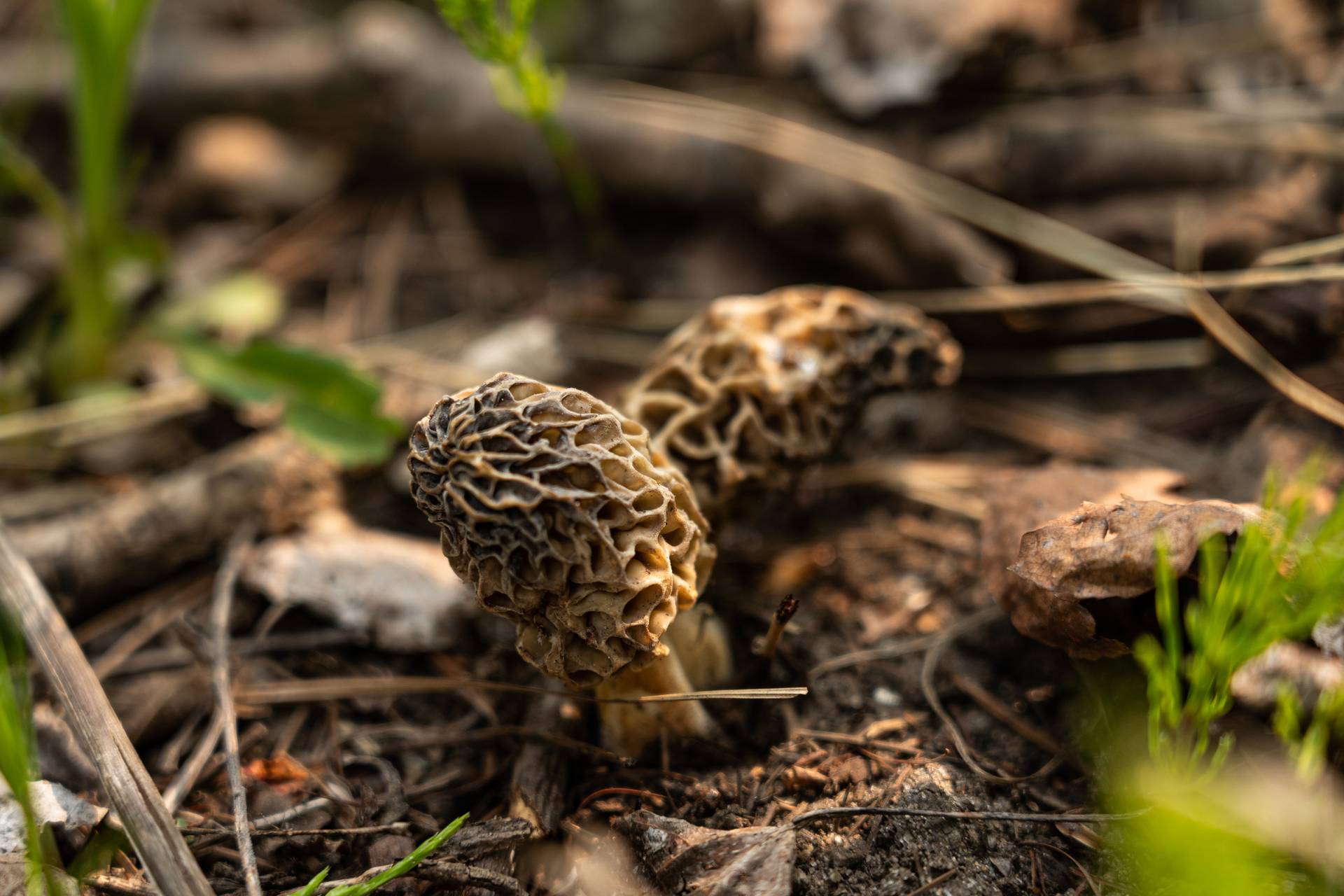 morel mushrooms at boyne mountain