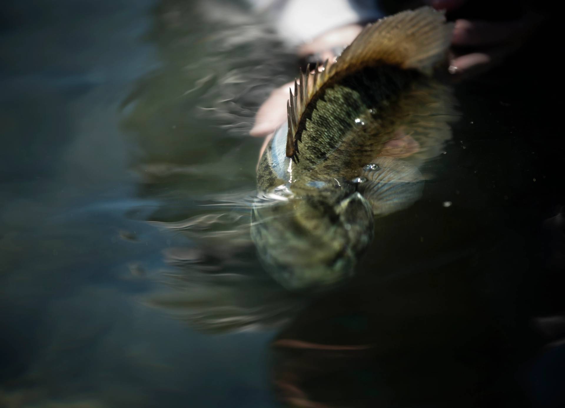 Fishing being released into the water