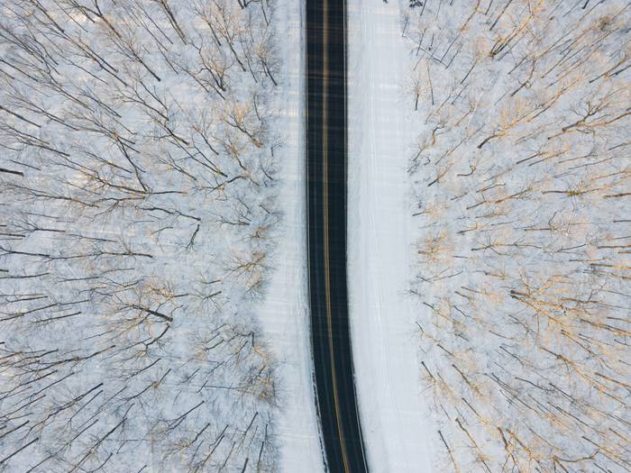 trees over road