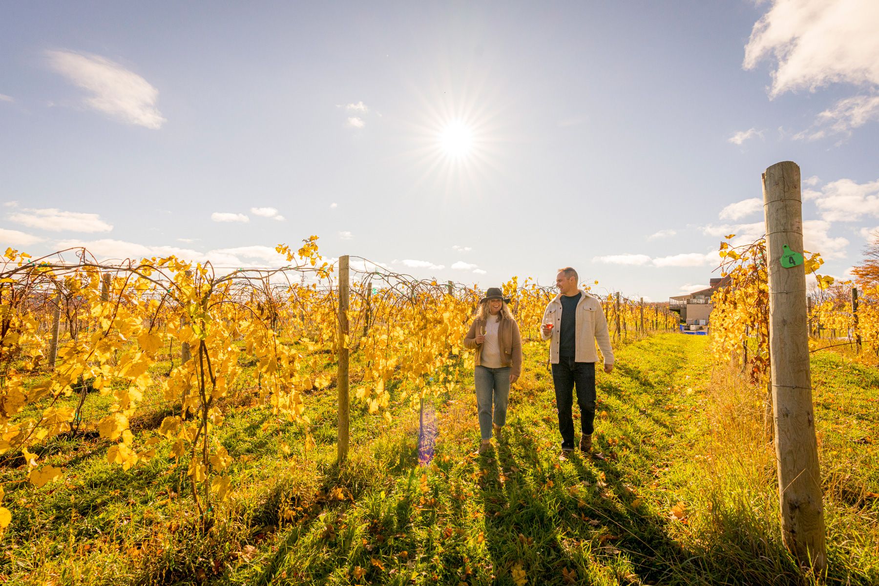 Smiling couple walking in yellow autumn vineyard of Michigan winery