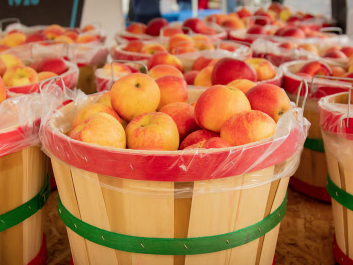 Red and yellow apples in wooden buckets for Charlevoix Apple Fest
