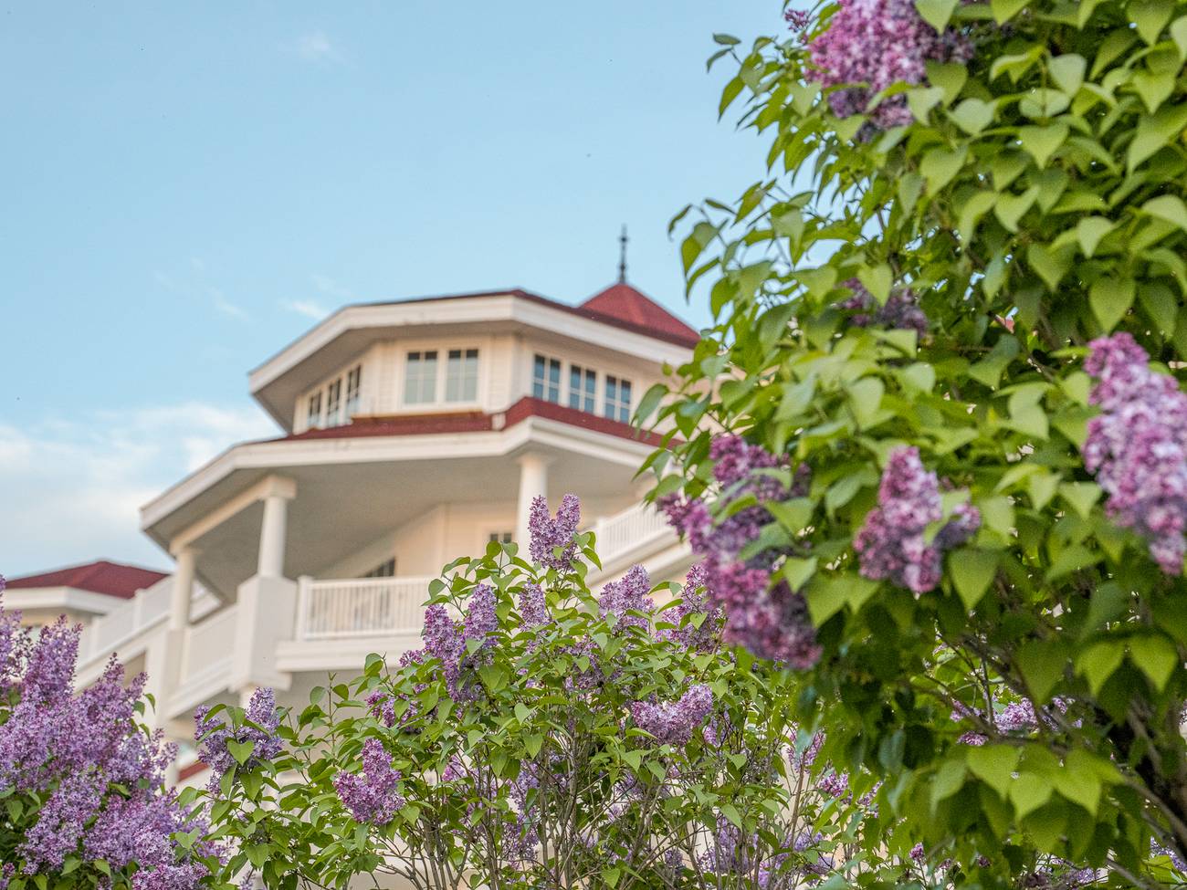 Lilacs bloom near white balconies of Inn at Bay Harbor under blue sky