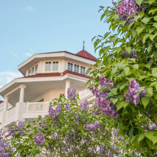 Lilacs bloom near white balconies of Inn at Bay Harbor under blue sky