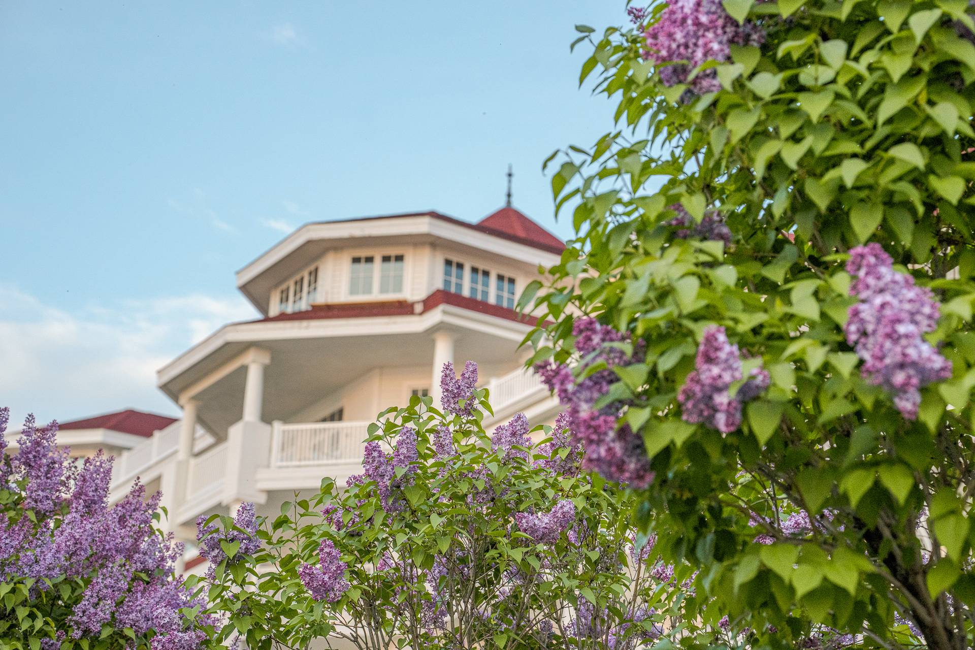 Lilacs bloom near white balconies of Inn at Bay Harbor under blue sky