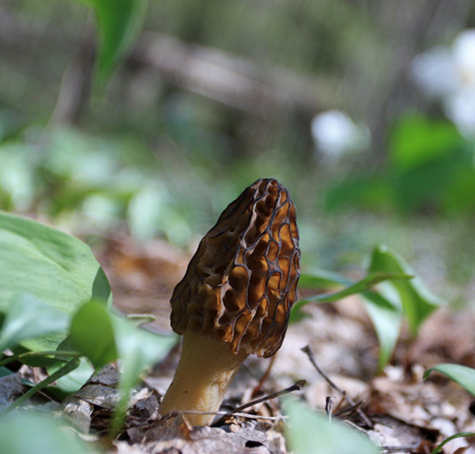 Morel mushroom in forest