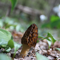 Morel mushroom in forest