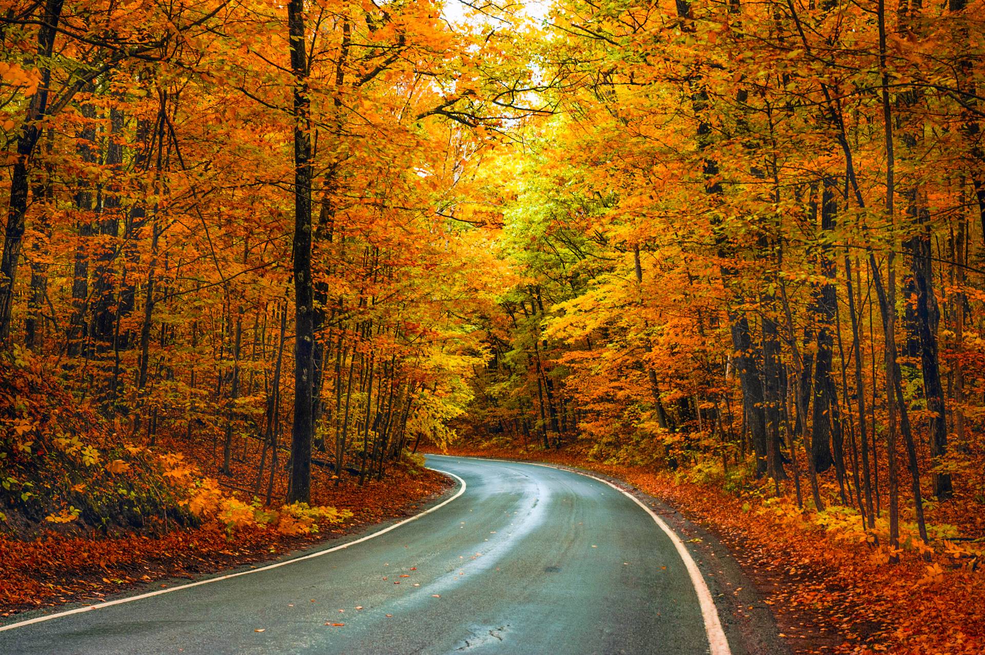 Tunnel of Trees winding scenic road, orange leaves in autumn