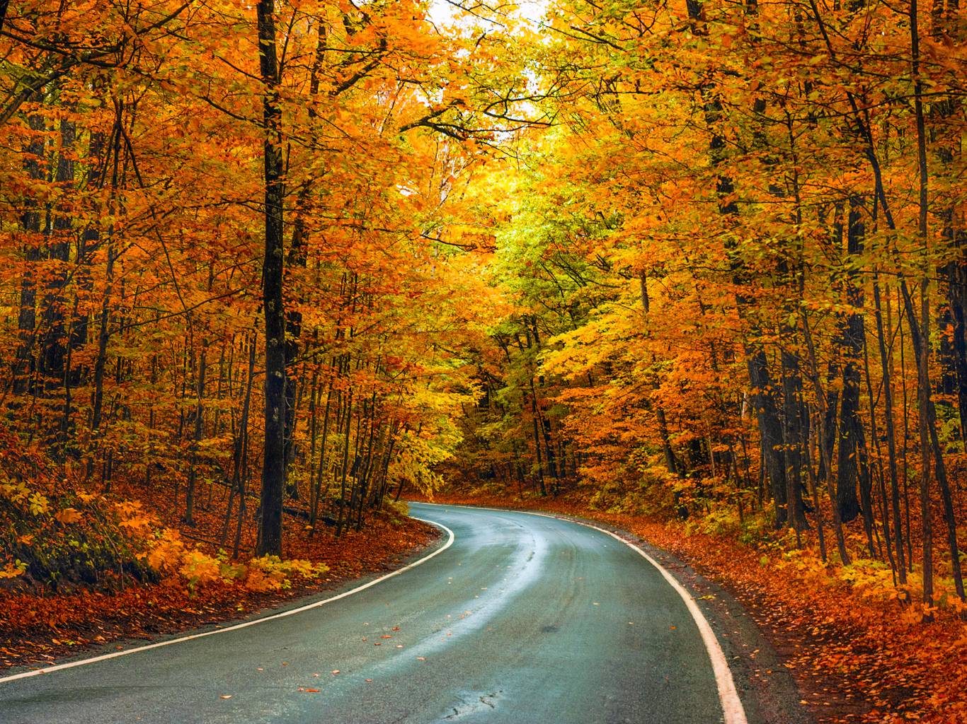 Tunnel of Trees, M-119 in autumn